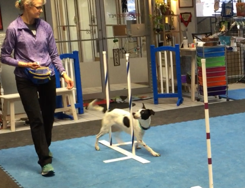 Puppy Agility / Sports class updates